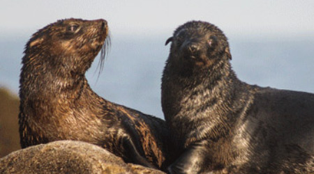 Whale Watching & Marine Safari Gansbaai